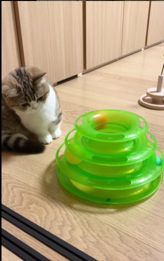 bamicatsol's tweet photo. "Hey @CryptoMessiah, ever considered adopting Bami Cat? 🐱 One of Korea's most beautiful felines awaits your embrace! #BamiCat #KoreaBeauty" $bami $cat $solana https://t.co/pfLoJnZLFf
