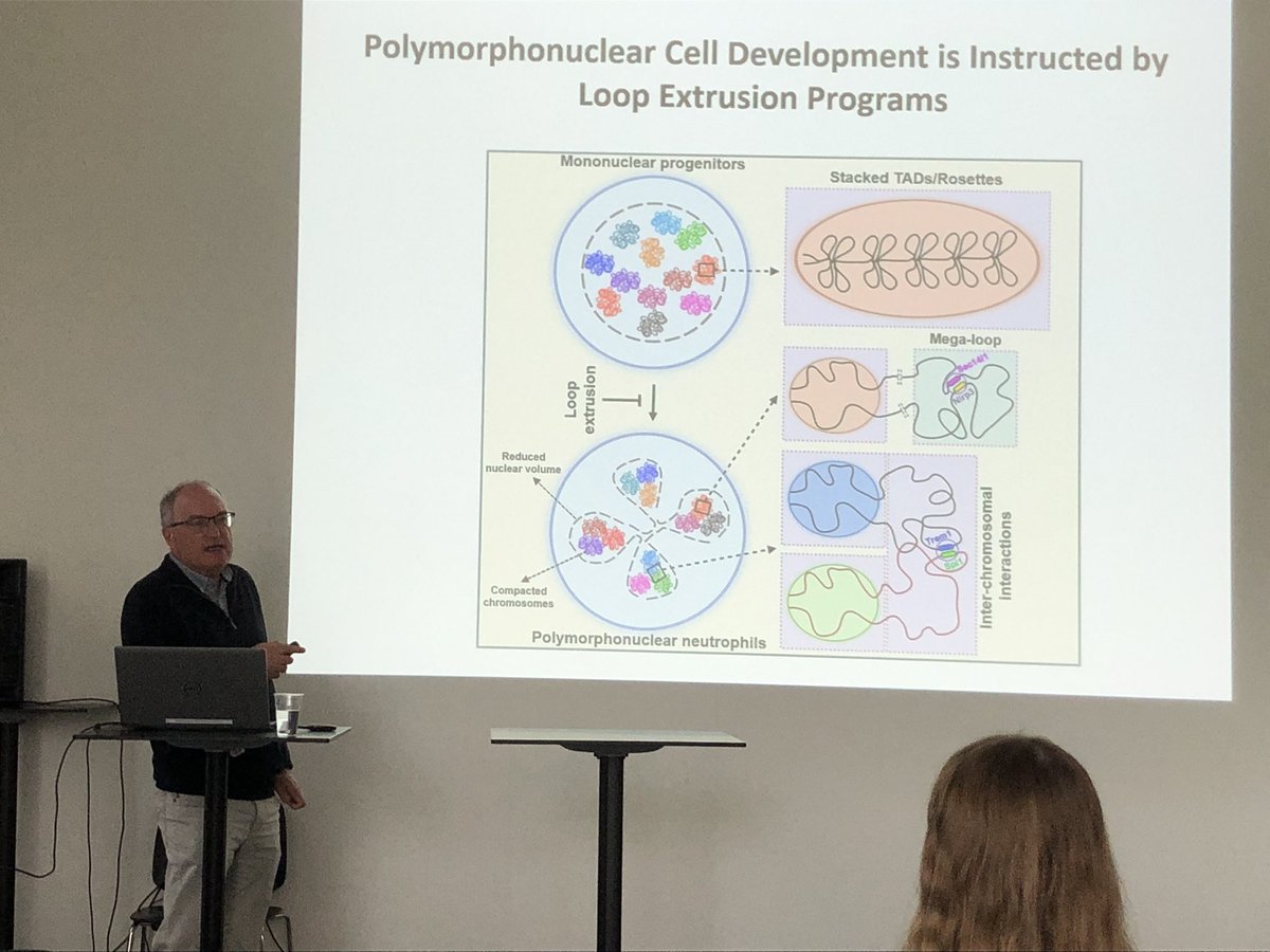 Impressive talk of Prof. Cornelius Murre about molecular insight how neutrophils gain polymorphic nuclei and how this linked genome architecture and lineage-specific transciptomes. #UGent #facultyofmedicine talk hosted by Prof. Tom Taghon in ‘the core’ at #UZGhent.
