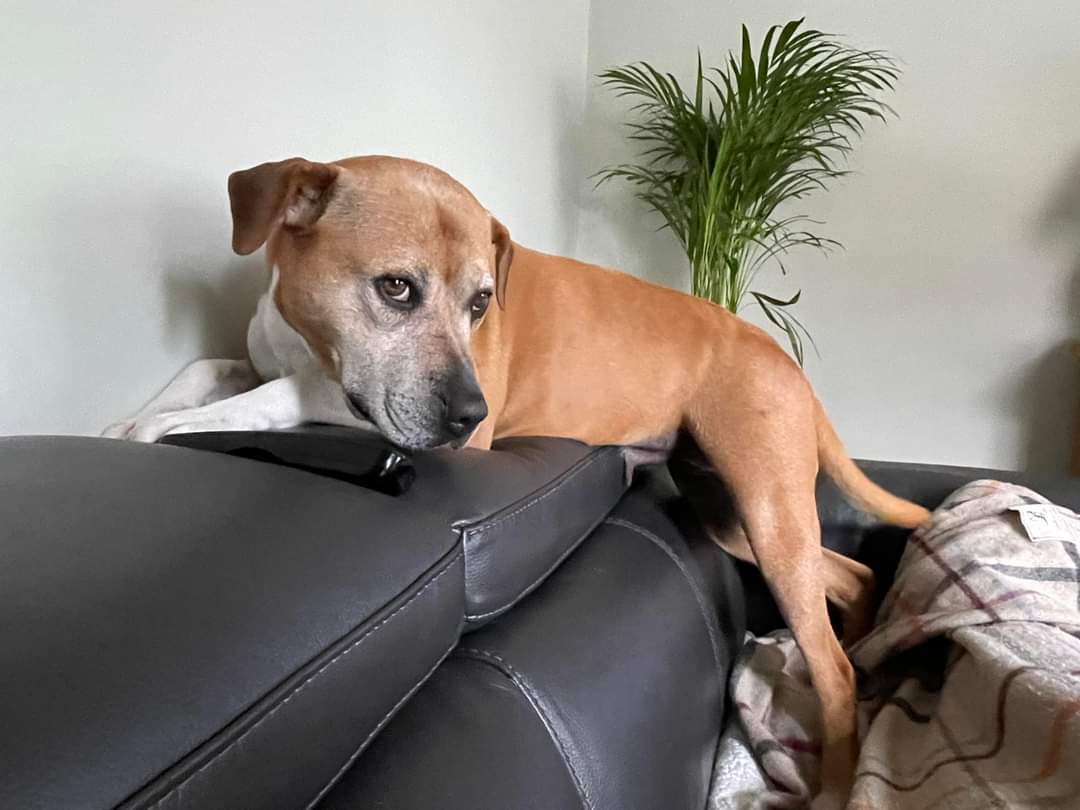 You know that moment when you walk in the room and catch your doggo up to mischief - yes ? Nova’s fosty mum definitely knows the feeling - just look at that face 😂 ‘Busted!’ 😂
seniorstaffyclub.co.uk 
#TeamZay #AdoptDontShop #Rescue #fosteringsaveslives