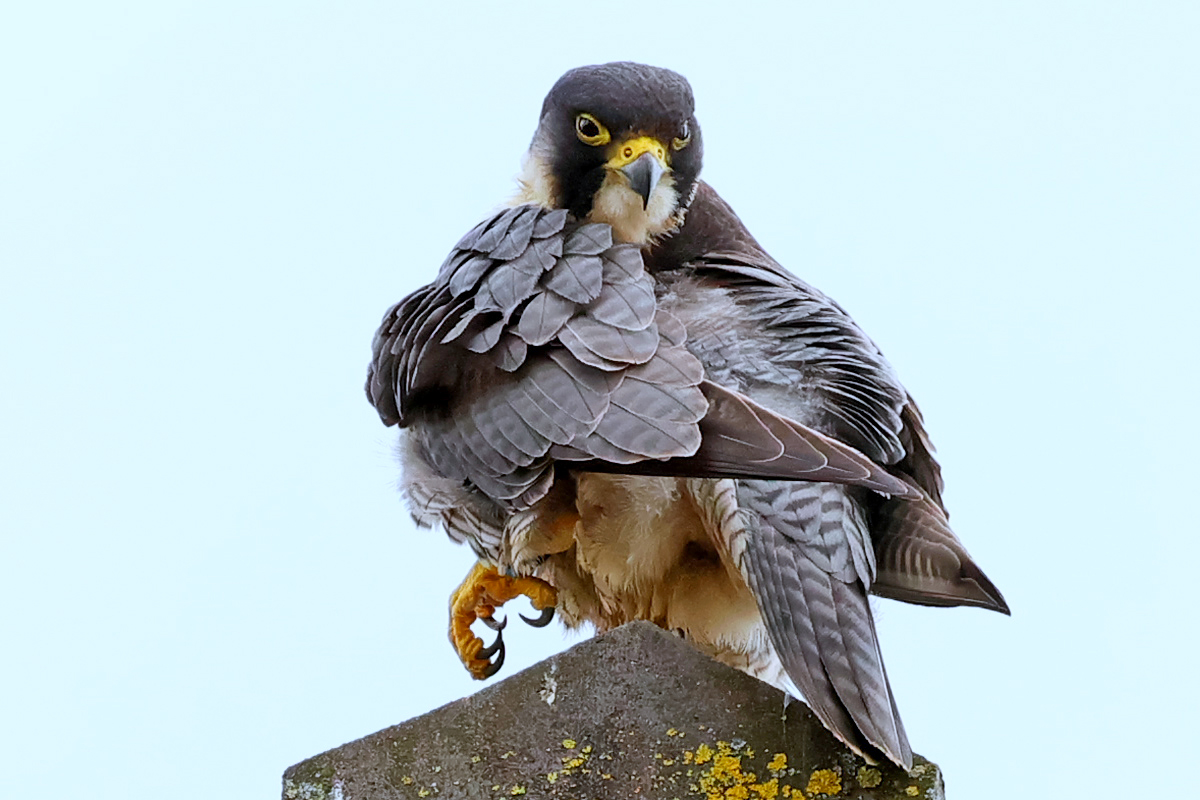 Peregrine in Leicestershire today. @LeicsWildlife @RSPBEngland #appicoftheweek