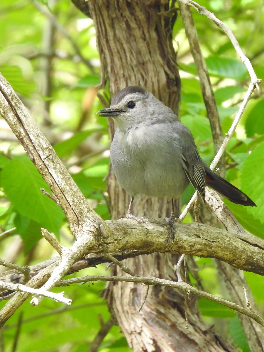 Have you ever heard a cat meowing in the bushes, only to discover there isn't a cat to be seen? It may have been the sneaky and reclusive gray catbird (they are common, but easy to miss). 📸Michael Schramm/USFWS