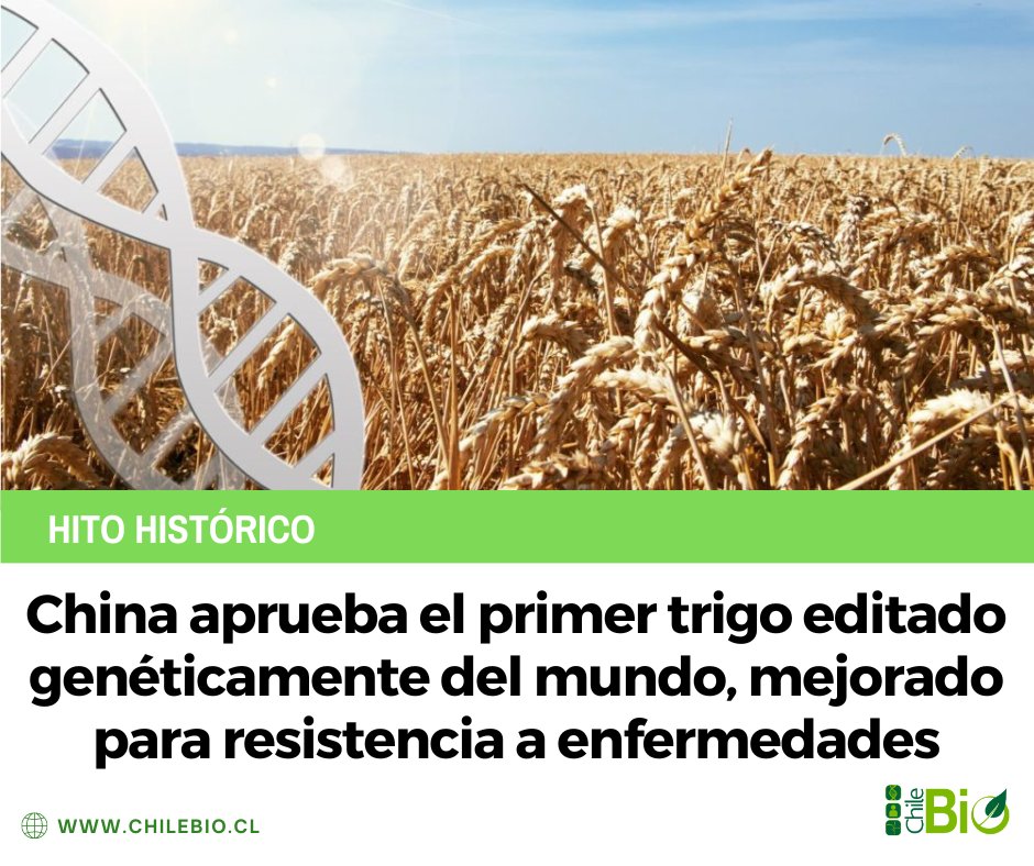 China aprobó la #bioseguridad de 2 variedades de trigo y maíz editadas genéticamente, impulsando su seguridad alimentaria. Las variedades editadas por Origin Agritech buscan mejorar los rendimientos del maíz y la resistencia a enfermedades en el #trigo.

bit.ly/4b6lVxQ