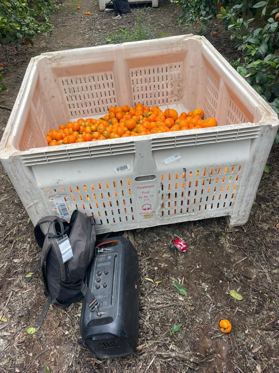 Luis is finishing up the orange harvest in Fowler CA. He listens to music to make his day go by faster as he tries to make ends meet earning just $55 for each crate of oranges he fills. #WeFeedYou