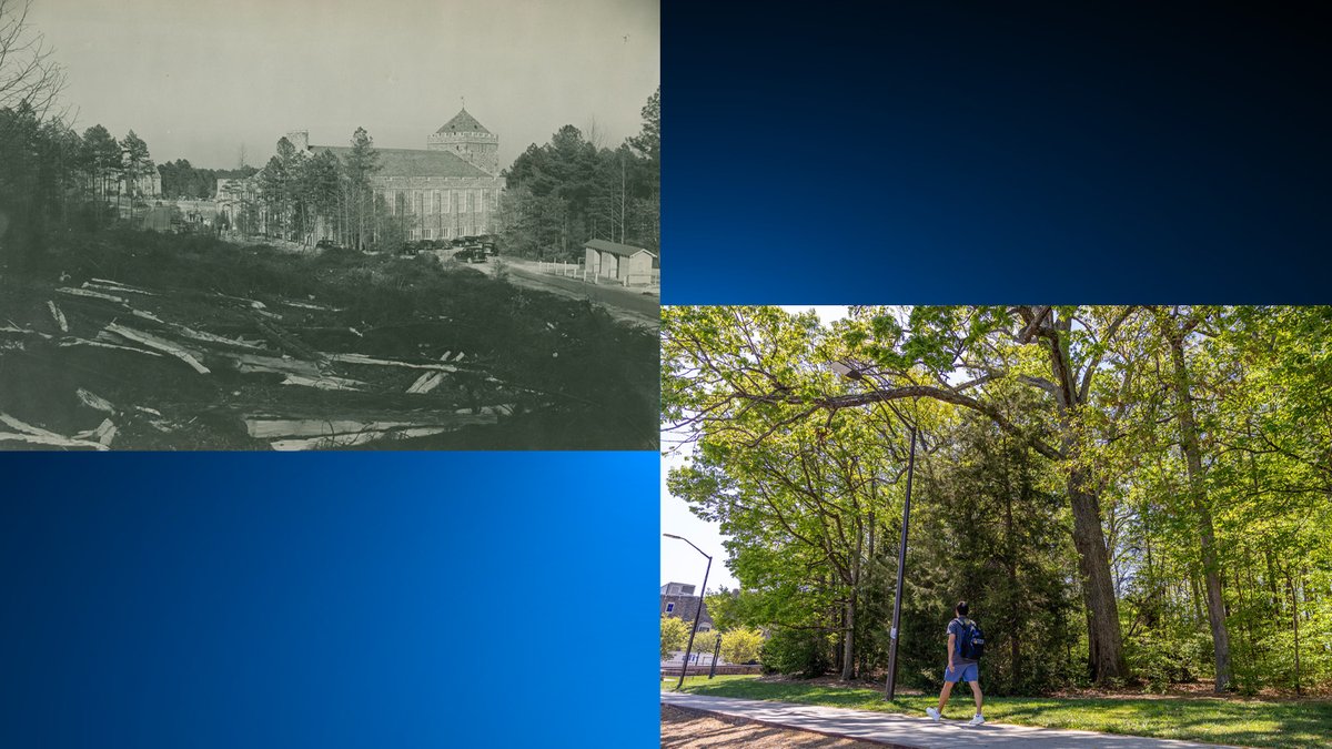 Duke’s Oldest Trees: Between its largely untouched landscape and centuries-old oak tree, Cameron Woods offers a glimpse into the past. ow.ly/UAy050RqRoN @DukeU @DukeAthletics #Duke100