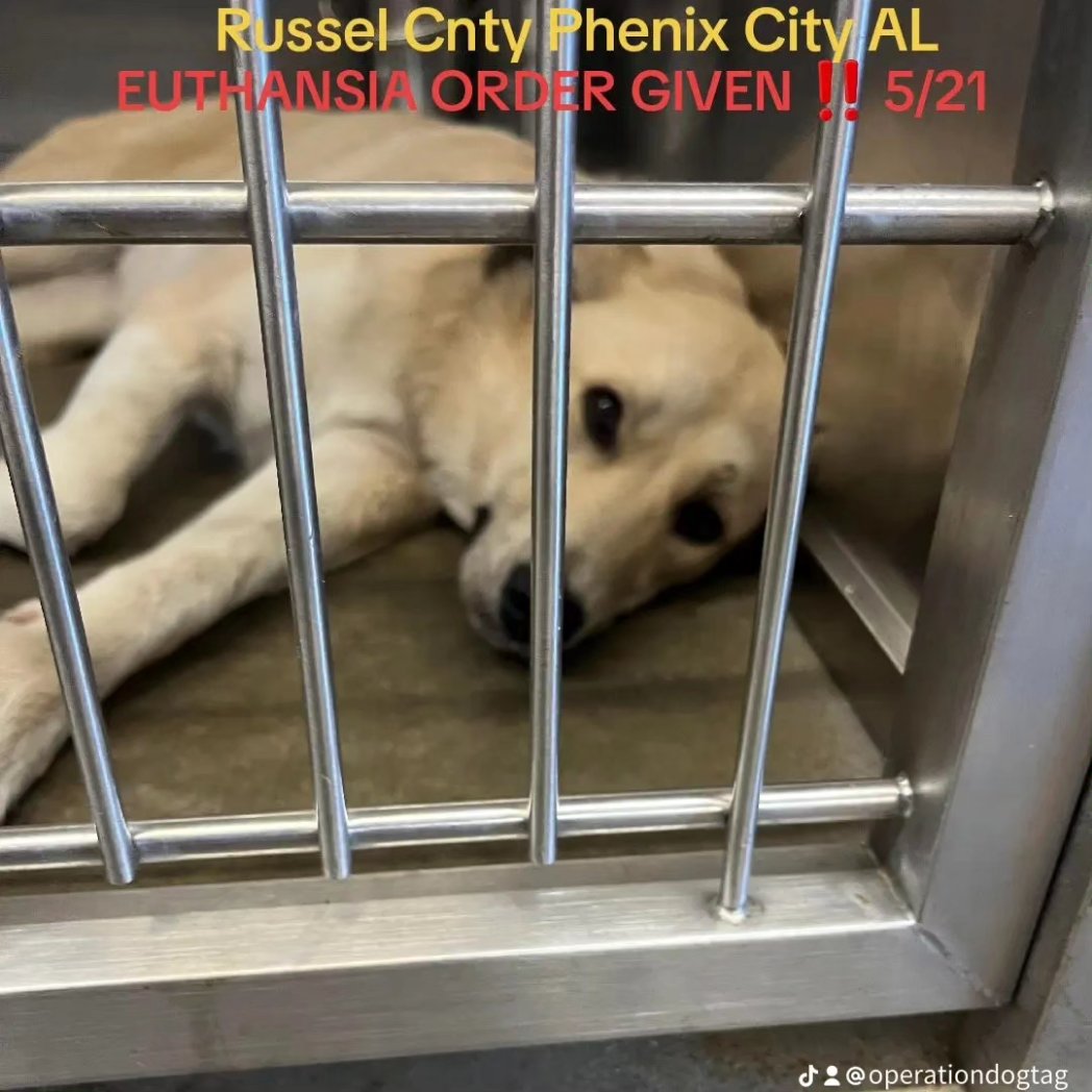 EUTHANSIA ORDER GIVEN ‼️ 5/21 

Russel Cnty Phenix City AL 

STORMY found as a stray. A little shy but definitely sweet. She was found just wandering. No one has came for her. 

#55915571
Young Adult
73lb 
 #deathrowdogs   #deathrow #codered #savingrusselldogs #adoptdontshop