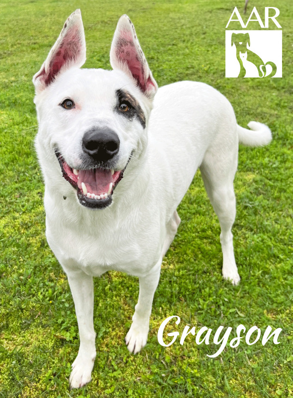 🐾 Meet Grayson, our @aar_texas #PetOfTheWeek! This cheerful 2-year-old Lab is full of energy and ready to bring joy to your life. Resilient and loving, Grayson is looking for a forever home. Will you be his hero? #AdoptDontShop #LabradorRetriever 🐶❤️ 1l.ink/4BXT3TL