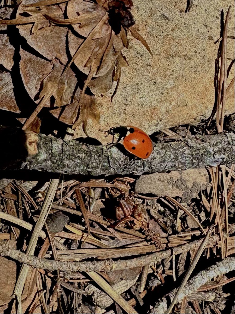 Much needed camping trip🏕️