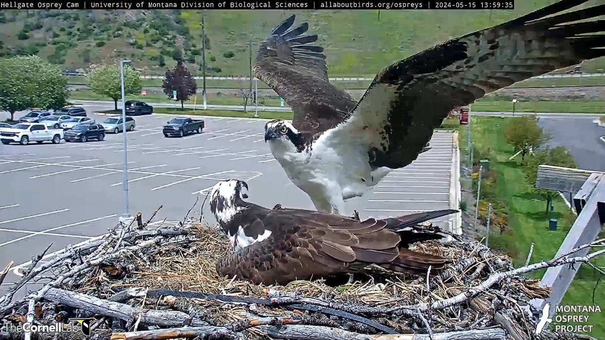 13:59, 5/15 NG arrives as Iris is vocalizing .... a very good looking couple! #HellgateOsprey