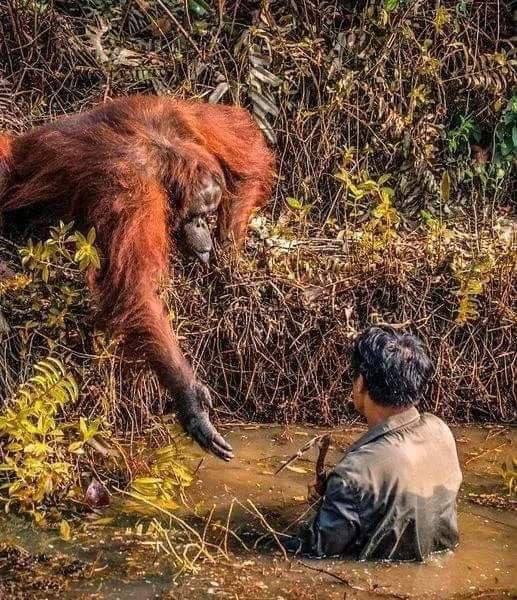 Bir orangutan, çamur çukuruna düşen jeologun yardımına uzanıyor. Fotoğrafçı Anil Prabhakar. başlık olarak şunu yazdı: 'İnsanlık kavramının ölmeye başladığı bir dönemde, hayvanlar bizi insanlığın ilkelerine yönlendiriyor.