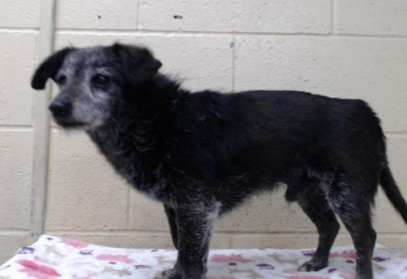 💔EDDIE, newly adoptable at Downey #California ACC. Just 10 lb, wish we knew his age other than 1 year or more🙄That frosted face sure looks like a senior. And a clearer pic. Looks like they are using a 20 year old 6 megapixel camera. Volunteers to get GOOD PICS needed. info⬇️