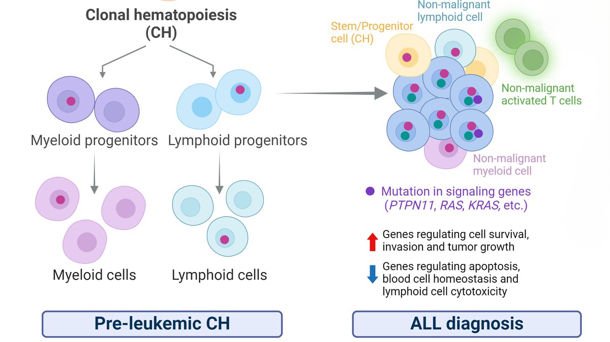 Blood Cancer Discovery (@bcd_aacr) on Twitter photo In the Spotlight from the May issue—
“#Myeloid” Mutations in ALL Are Not Uncommon: Implications for Etiology and Therapies, by <a href="/IlariaIacobucc1/">Ilaria Iacobucci</a>.
bit.ly/4apB0JL
<a href="/StJudeResearch/">St. Jude Research</a> In the Spotlight from the May issue—
“#Myeloid” Mutations in ALL Are Not Uncommon: Implications for Etiology and Therapies, by <a href="/IlariaIacobucc1/">Ilaria Iacobucci</a>.
bit.ly/4apB0JL
<a href="/StJudeResearch/">St. Jude Research</a>