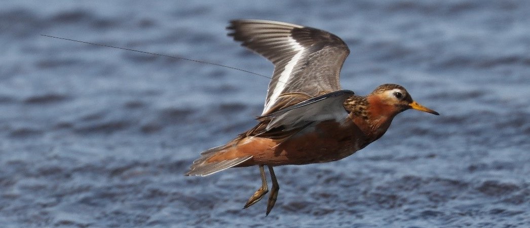 Happy to see work we're supporting in the field and as co-authors being highlighted on the Argos site. Learning about migration and behaviors of Red phalaropes - a species that blurs the lines between shorebird and seabird:
argos-system.org/red-phalaropes/ <a href="/TheWCS/">WCS</a>