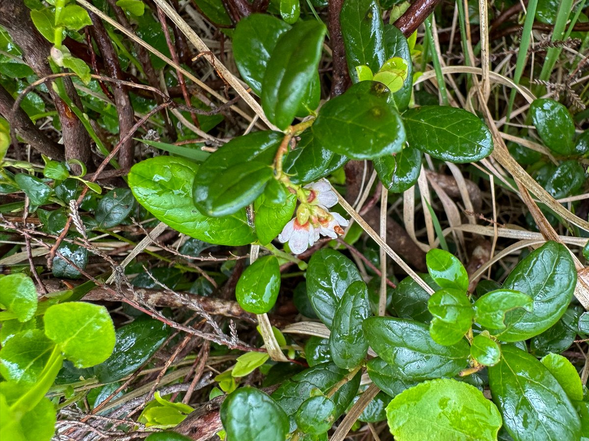Final day with the Leeds University MSc students, recording NVC quadrats on a rather damp Ilkley Moor. Plenty of species I rarely see, including piles of candy-striped Pink Purslane and a small stand of Cowberry in a new monad. @BSBIbotany