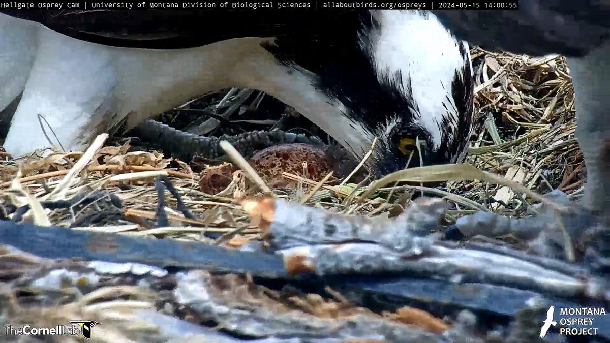 14:00, 5/15 Iris rises and NG checks on precious cargo....he's ready for nest duty! #HellgateOsprey