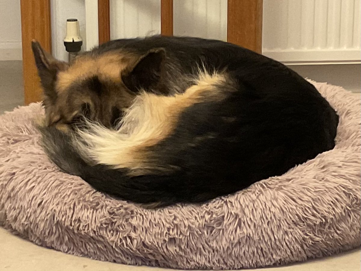 Kaiser_lufc's tweet photo. Got a proper sulk going on tonight…..🐾#DOGSOFTWITTER https://t.co/CEMcP30V7m