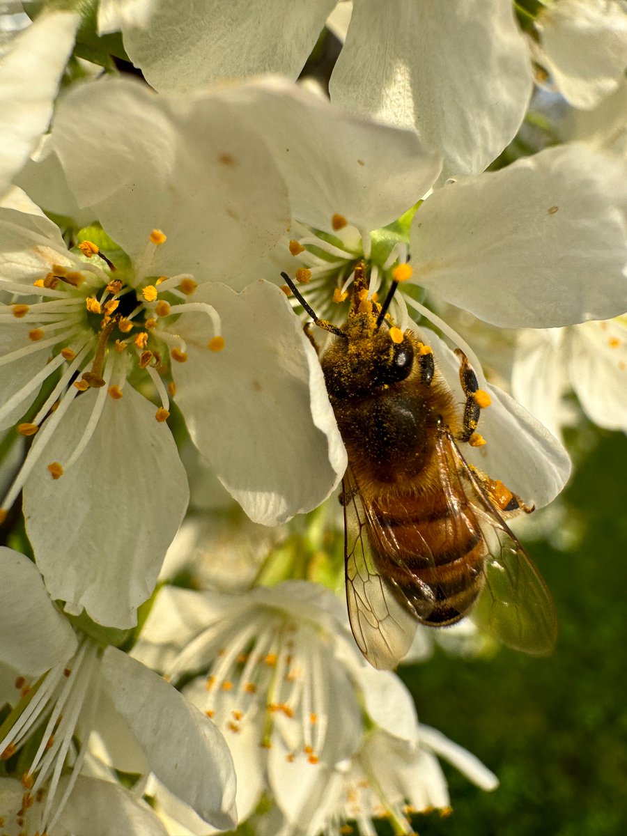 Nature itself is the best physician 😊🌺

Hippocrates

#Hippocrates #Nature #physician #bee #blossom #spring