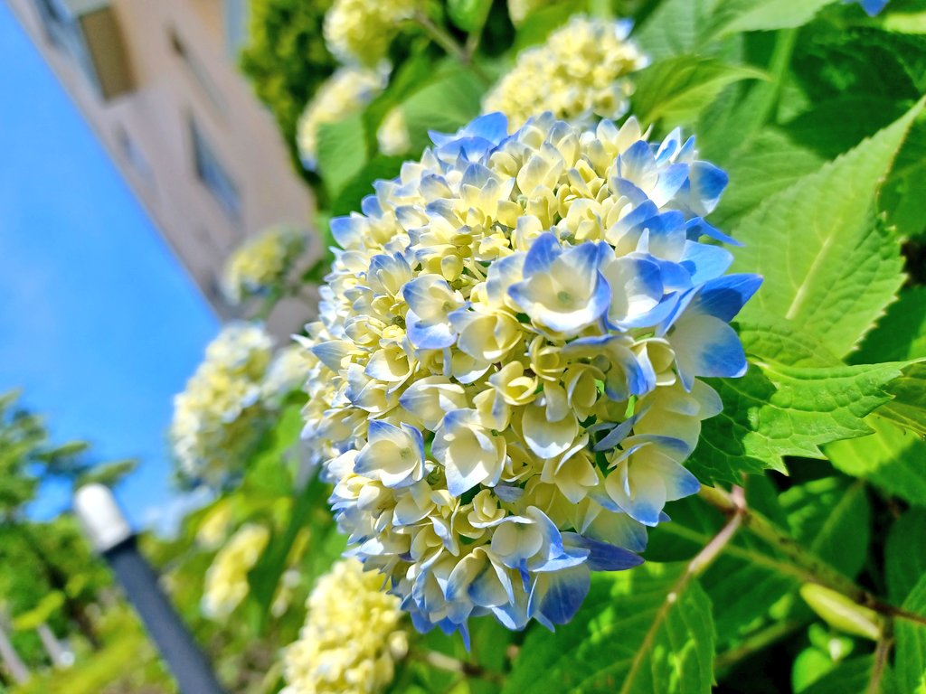 おっはよーヽ(・∀・)ノ 散歩コースの 紫陽花たちがいろづいてきた これからの季節も楽しみ✨ 日常のなかで 優しい想いを循環させていく また、あたたかなものが かえってきます 自分のだしてるもの 確認しながらいきたいね 素敵ないい時間に なりますように😉👍💓