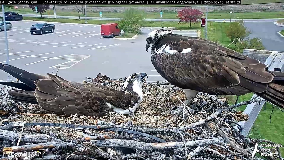 14:07, 5/15 Osprey language in progress.... #HellgateOsprey