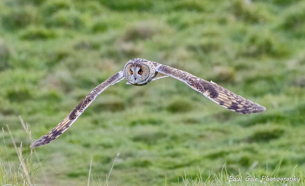 Always nice to see a set of orange eyes @teesbirds1 @teeswildlife @DurhamBirdClub @Natures_Voice @NatureUK @WildlifeMag @BBCSpringwatch @LongearedOwlne1 @CanonUKandIE #birdphotography #BirdsOfTwitter #wildlifephotography #NaturePhotography #Canonphotography #BBCWildlifePOTD