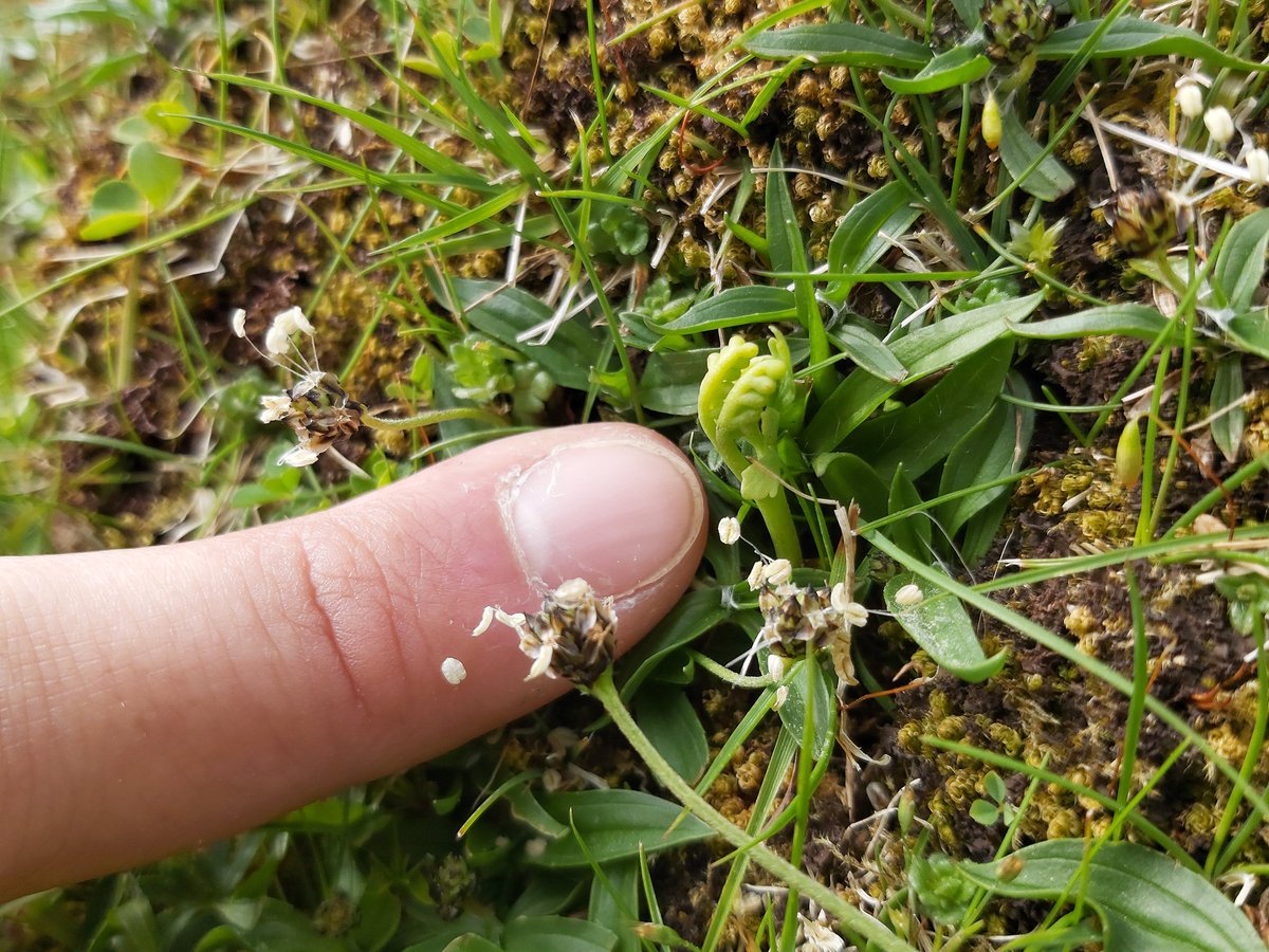 Best of all was this tiny Moonwort (Botrychium lunaria)! My first of the year of this very unfernlike fern