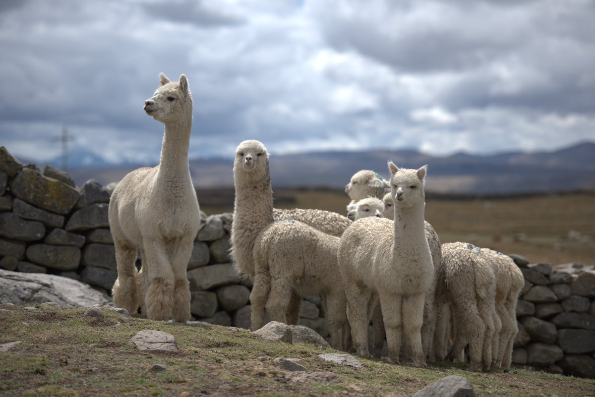 Did you know #Peru is the top producer of alpaca fiber worldwide? 🇵🇪🦙Discover why this precious product is so highly valued in the entire world 👉 bit.ly/4dIN5wA

📸: Asociación Internacional de la Alpaca (AIA)

#AlpacaFromPeru