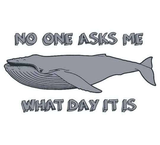 Hey Storytellers! What's your favourite whale joke?!

#WhaleTales #WhaleWednesday