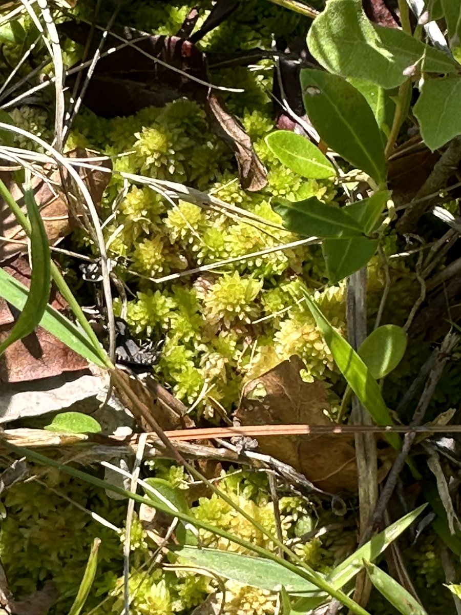 I moved to Wilmington, NC the only place in the world with native Venus flytraps. Today I got to see wild flytraps, pitcher plants and live sphagnum moss.