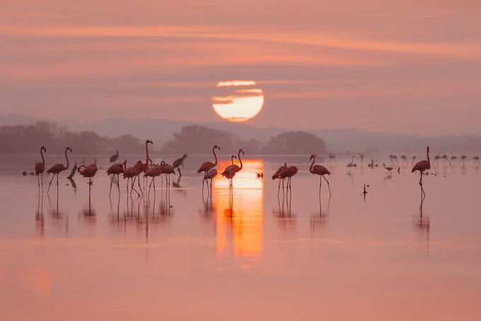 A fun, flamboyant story of flamingos, filled with feel-good vibes.  amazon.co.uk/Flamingos-Who-…… amazon.fr/Flamingos-Who-…… amazon.ca/Flamingos-Who-…… #sunsets #nature #birds #trails #TheFlamingosWhoPaintedTheSky #cbeebies #pixar #lovetoread #childrensbooks