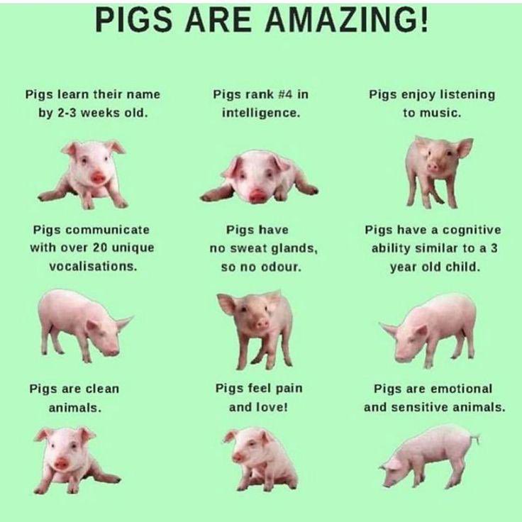 My 13yo (vegan) daughter saw this on Pinterest… I want every 13yr old to see it, share it, and lock it in their hearts & minds! 💚💚💚 #Vegan