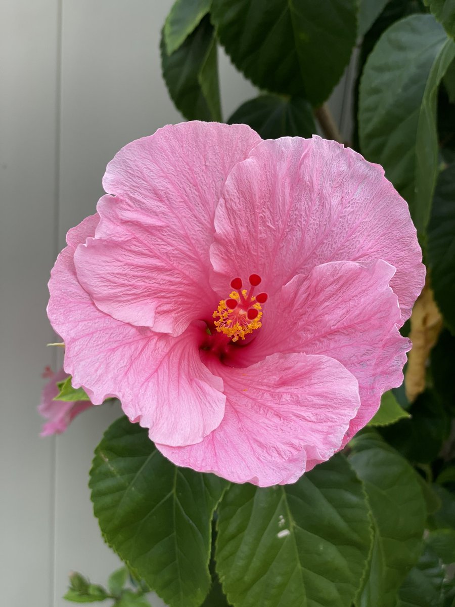 Hibiscus flowers in bloom. #flowerlovers