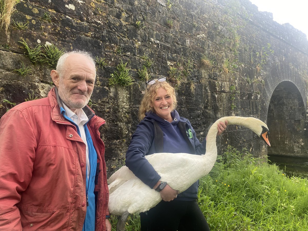 In tomorrow’s Print & Digital Edition: Under his wing: injured swan returned to River Funshion avondhupress.ie/under-his-wing…