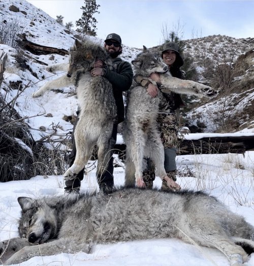 Adam and Tana Grenda of hunting outfit Stuck N The Rut with THREE Wolves that they felt the need to murder. #EndTrophyHunting NOW!