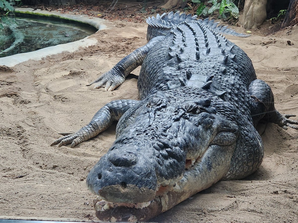 Went to @ToledoZoo today.Forgot how big Baru is.That is one huge crocodile 🐊 😲