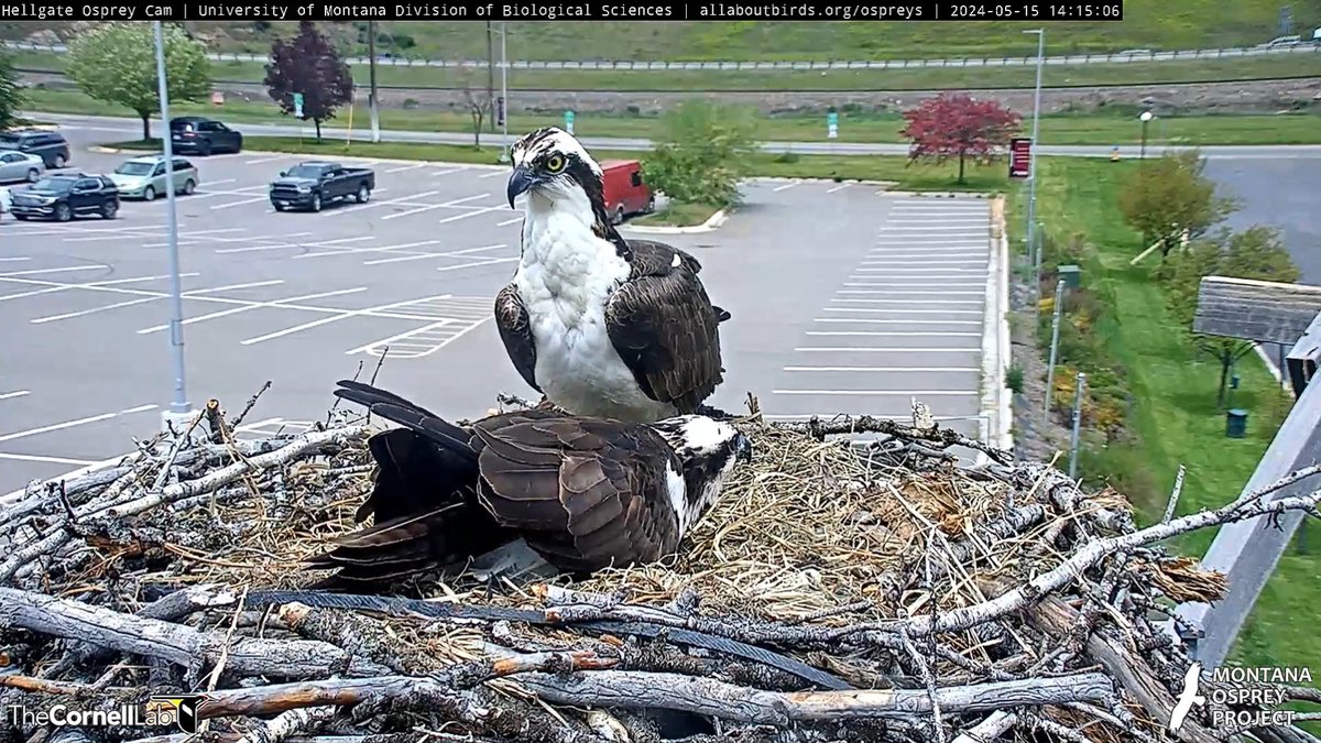 14:15, 5/15 Iris prevails....and she's back on the nest to incubate #HellgateOsprey