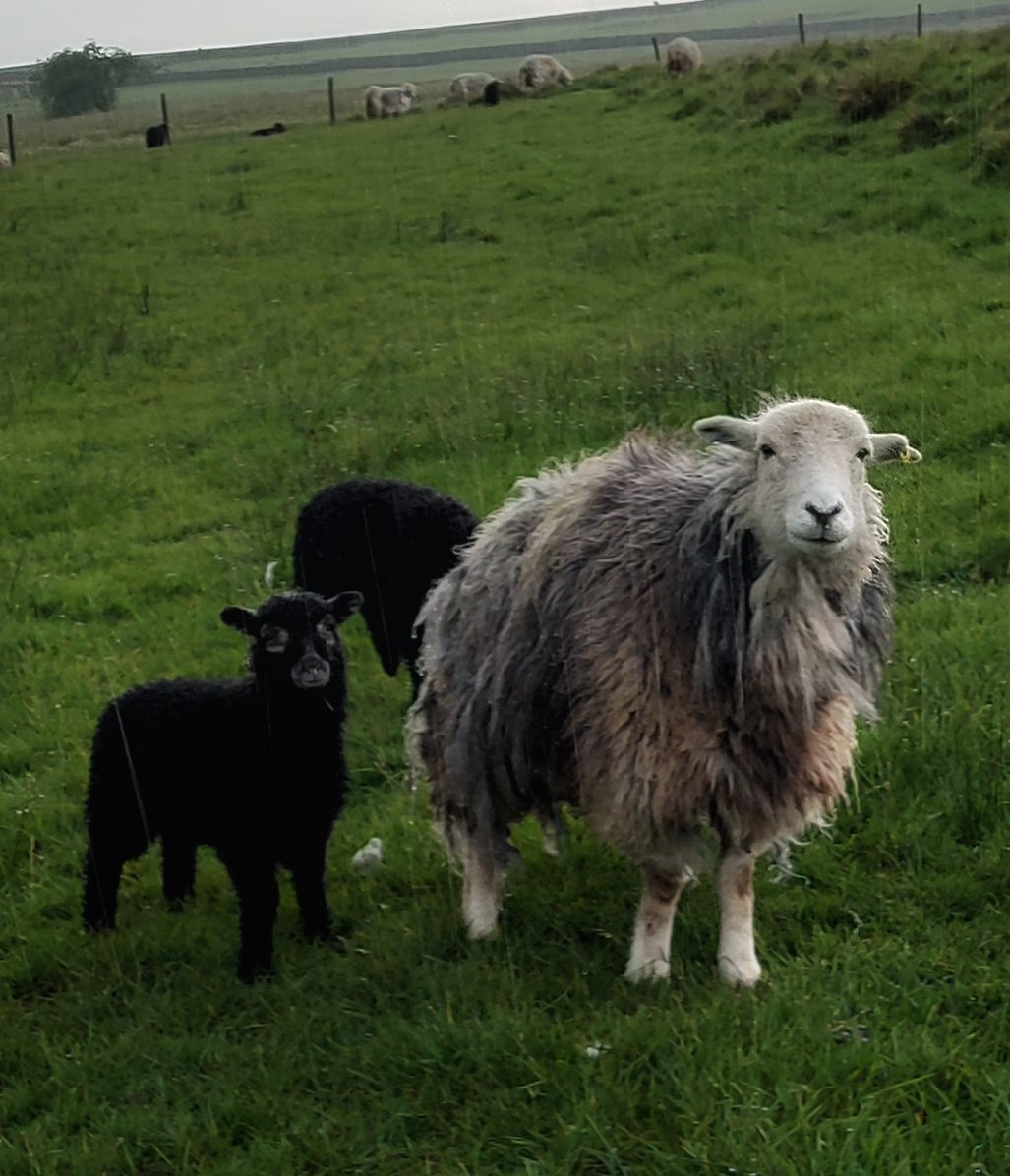Heavy rain this afternoon on the the rounds being picked up by the camera lens. The sheep didn't seem to mind. Bracken had an additional lamb with her. Hers just behind her, the little one soon realised it wasn't mum and headed off to find her 💦 #herdwicks #heavyrain #hillfarm