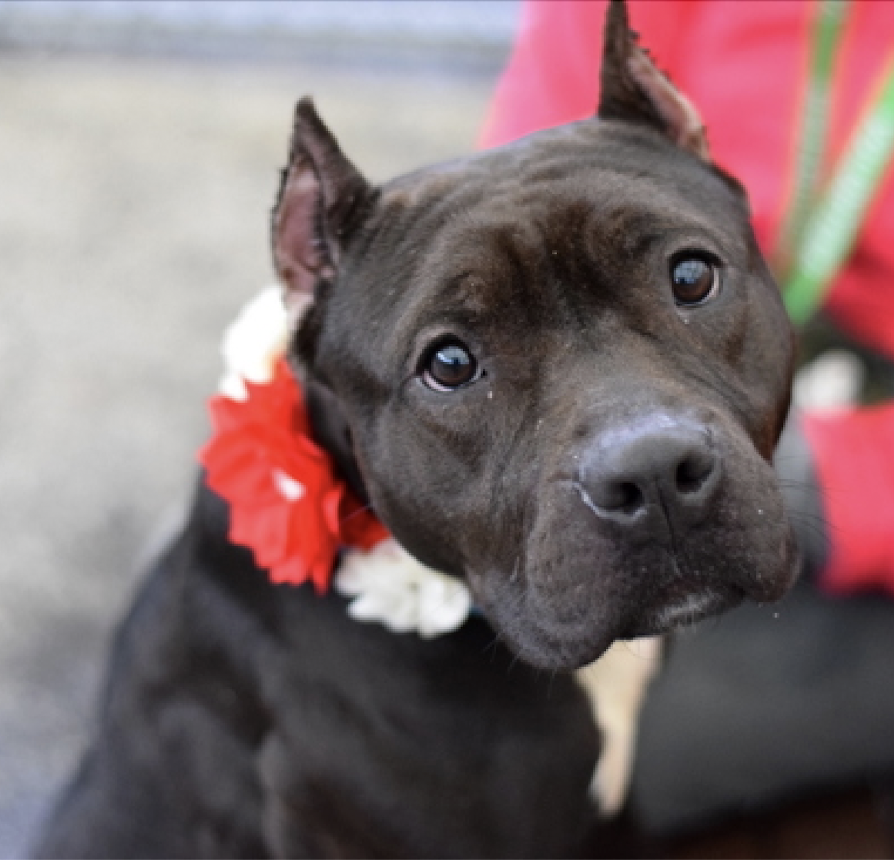 💥cute, cute, cute 🚨🚨🚨 Meet Cheddar🌺🧀🌺 nycacc.app/browse/196612