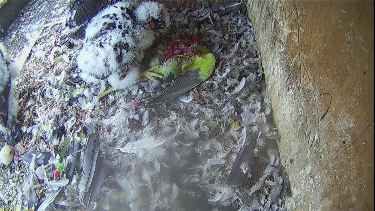 Day 32 Chick 3 aka ZAS, on the left here, is four weeks old today. He's spent the day with Chick 2 aka PHV mostly. They slept in the box for much longer than PFV after the ringing.