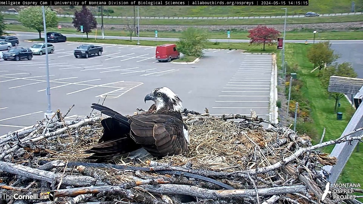14:15, 5/15 Iris is settled in, NG departs the nest.... #HellgateOsprey