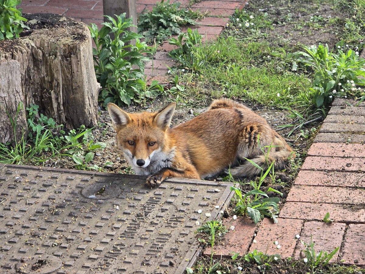 #POTD2024 Day 136 Meet Martha. Stalked by a fox in today's walk with Freyja #potd #picoftheday #pictureoftheday #mylifeinpictures #s24ultra #london #southlondon #nature #mothernature #urbanfox