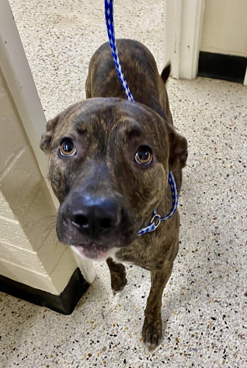 Absolutely adorable brindle beauty BUDDY #37634 will fill your life with unconditional love if u save his! Extremely loving,loaded with personality,eager to plz,super special young man,PLZ don't let him DIE 💔 PLZ #ADOPT #FOSTER OR #PLEDGE TO ATTRACT A 🛟 #RockyMount #NC