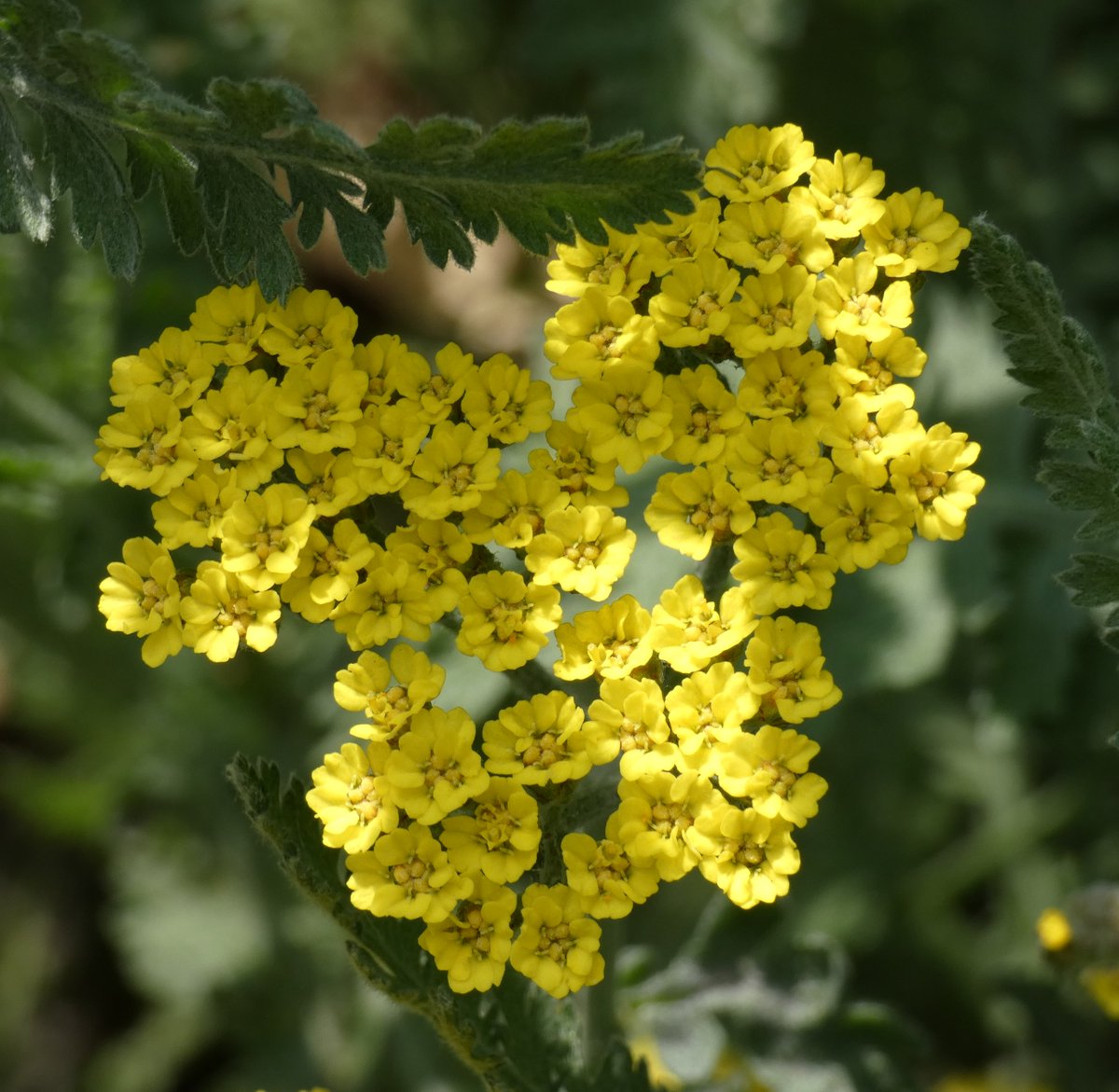 #Yarrow #blooms with such finesse, Gold coins on #corymb, quite the address. Each #flower, a sculptor's delicate touch, Serrated #leaves, #NaturesArt, as such. 🌼 #NaturePhotography #NaturePhoto #flowers #flowerlover #FlowerPhotography #photos #photography #自然 #花 #開花 #草花
