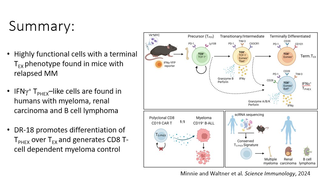 Dr. Simone Minnie @simone_minnie from @fredhutch shares their findings that CD8 T cells, despite an exhausted phenotype, remain highly functional in hematologic tumors and are expanded by decoy-resistant IL-18 #immunotherapy. #IOTNCapstoneMeeting Read More pubmed.ncbi.nlm.nih.gov/38640253/