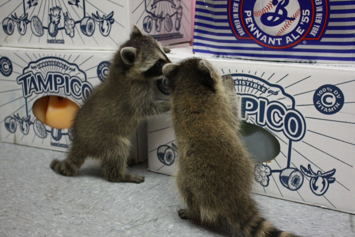 Raccoons Hourly (@raccoonhourly) on Twitter photo 2024-05-15 20:30:05