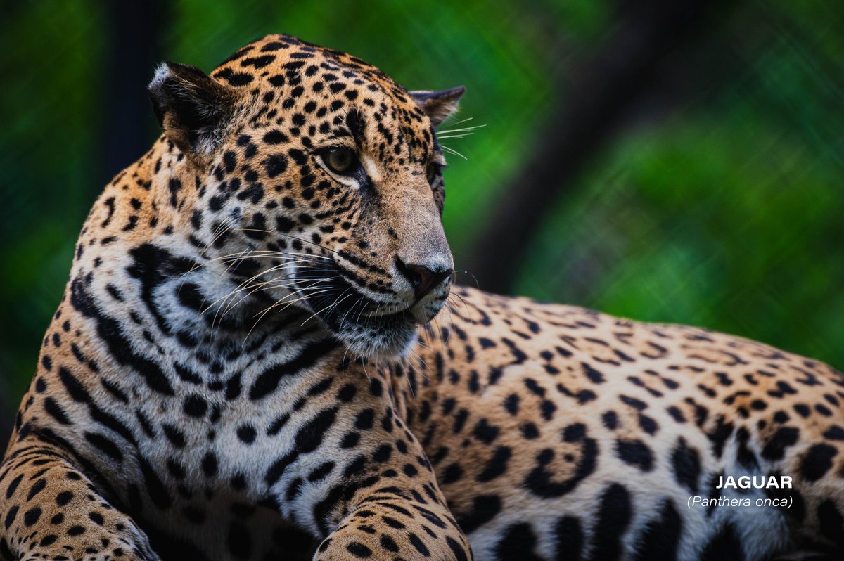 Jaguar (Panthera onca) 🐆🐾

#jaguar #wildlife #wild #nature #naturelovers #photography #Nikon #Nikon100 #ShotOnLexar #CreateNoMatterWhat #YourShotPhotographer #photographer #wildlifephotography #CostaRica