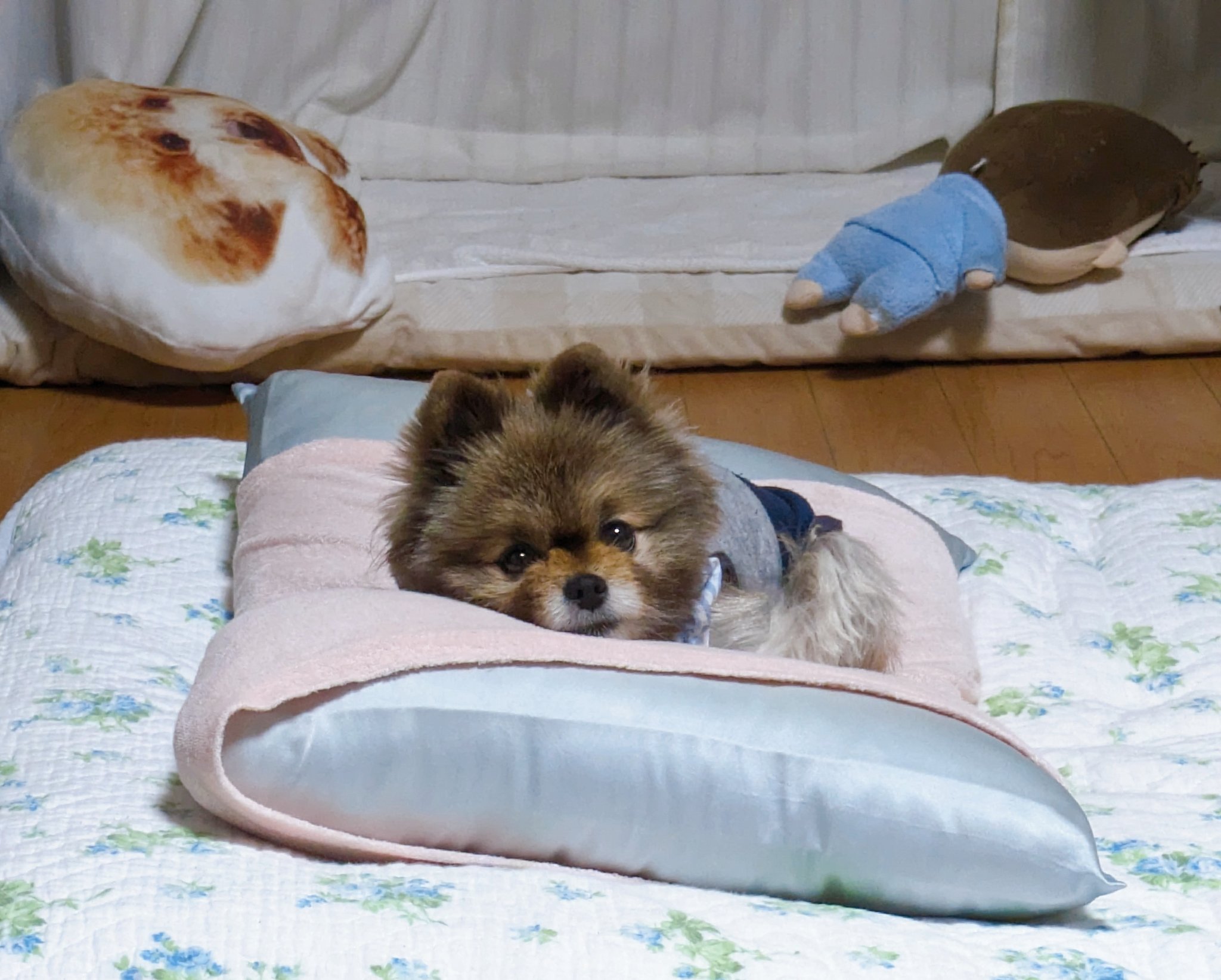 ちゃちゃ丸 ポメラニアンちゃちゃまる (@chachakurimanju) / X