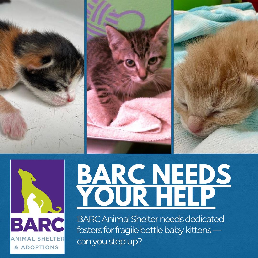 URGENT: BARC needs bottle baby kitten fosters! Help save vulnerable lives by fostering a kitten in need. Visit 24petconnect.com, click on our bio link to access the BARC Foster Application, select 'Kittens who need bottle feeding,' and submit your application.