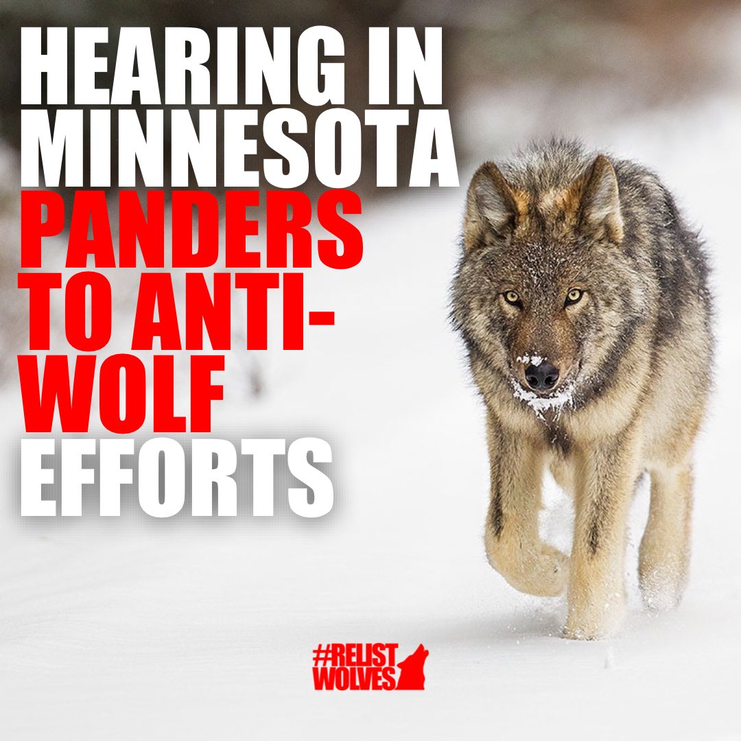 A recent hearing in Minnesota promoted the premature delisting of Gray Wolves. The speakers, all Republicans, made unsubstantiated & outrageous claims about Gray Wolf recovery, its impact on local wildlife, livestock, and pets, and argued for returning management to the states.