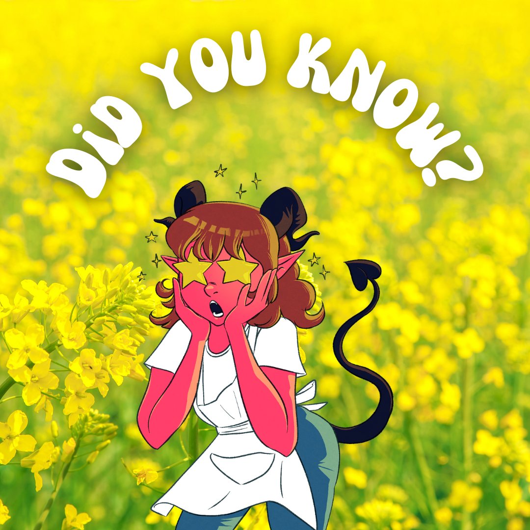Did you know that kohlrabi, cabbage, cauliflower, broccoli, and kale are all the same species? 
They were selectively bred for different purposes until they took on completely different appearances! 🤯

#cultoftherose