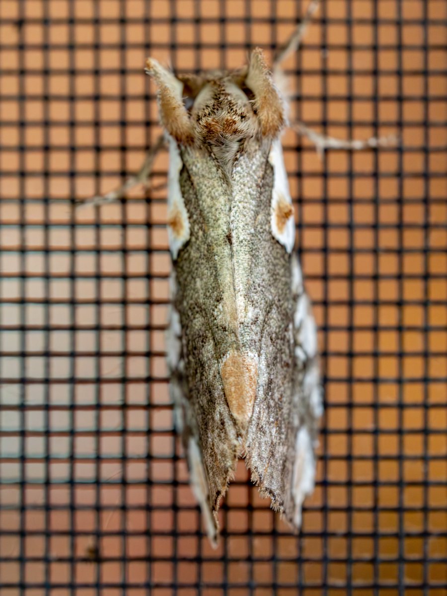 This moth is serous about mimicry
#photography, #366photodgraphy2024, #potd2024, #photoaday, #everydayphotographer, #photooftheday, #pad2024-136, #moth, #macro, #upclose, #mimicry, #dogwoodthyatirid