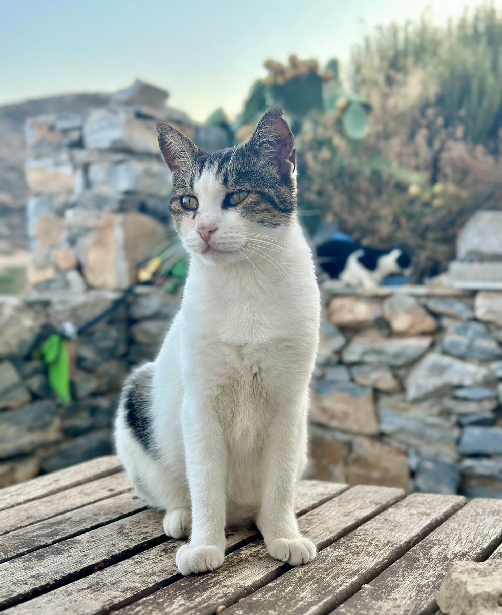 Beautiful Butter is a gentle neutered male and one of the Aegean street cats our kind volunteer Kia cares for on this tiny Greek island. You can help the #cats by making a small donation to fund life-saving healthcare and food all year round. Purr! #Cats gofundme.com/f/cats-of-irak…